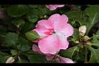 非洲鳳仙花-花-粉白5.JPG