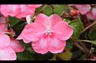 非洲鳳仙花-花-粉白6.JPG