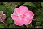 非洲鳳仙花-花-粉白8.JPG