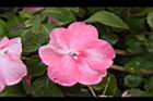 非洲鳳仙花-花-粉白9.JPG