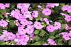 非洲鳳仙花-花-粉紅0.JPG