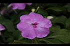 非洲鳳仙花-花-粉紅6.JPG