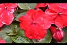 非洲鳳仙花-花-紅0.JPG