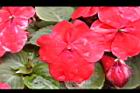 非洲鳳仙花-花-紅1.JPG