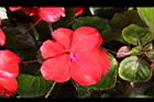 非洲鳳仙花-花-紅4.JPG