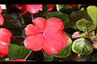 非洲鳳仙花-花-紅5.JPG