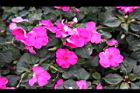 非洲鳳仙花-花-紫紅12.jpg