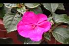 非洲鳳仙花-花-紫紅3.JPG