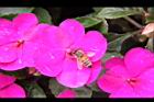 非洲鳳仙花-花-紫紅7.JPG