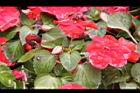 非洲鳳仙花-花苞00.JPG