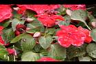 非洲鳳仙花-花苞01.JPG