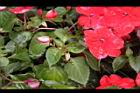 非洲鳳仙花-花苞02.JPG