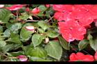 非洲鳳仙花-花苞03.JPG