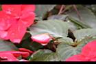 非洲鳳仙花-花苞04.JPG