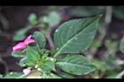 非洲鳳仙花-葉02.jpg