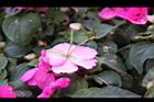 非洲鳳仙花-距7.jpg