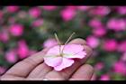 非洲鳳仙花-距8.jpg