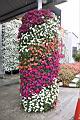 非洲鳳仙花03.JPG