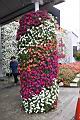 非洲鳳仙花04.JPG