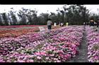 非洲鳳仙花06.jpg