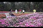 非洲鳳仙花07.jpg