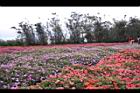 非洲鳳仙花08.jpg
