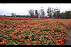 非洲鳳仙花10.jpg