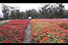 非洲鳳仙花12.jpg