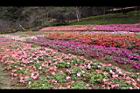 非洲鳳仙花13.JPG