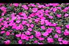 非洲鳳仙花17.jpg