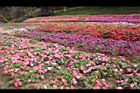 非洲鳳仙花25.JPG