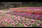 非洲鳳仙花26.JPG
