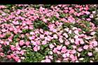 非洲鳳仙花32.JPG