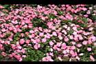 非洲鳳仙花33.JPG