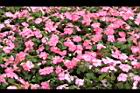 非洲鳳仙花34.JPG