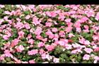 非洲鳳仙花35.JPG