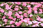 非洲鳳仙花36.JPG