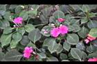 非洲鳳仙花39.jpg