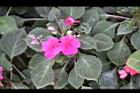 非洲鳳仙花40.jpg