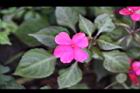 非洲鳳仙花41.jpg