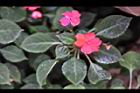 非洲鳳仙花42.jpg