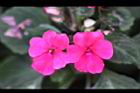 非洲鳳仙花43.jpg