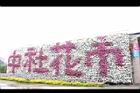 非洲鳳仙花44.JPG