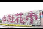非洲鳳仙花45.JPG