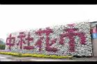 非洲鳳仙花46.JPG