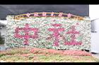 非洲鳳仙花48.JPG