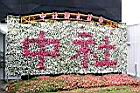 非洲鳳仙花49.JPG