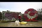 非洲鳳仙花52.jpg