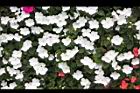 非洲鳳仙花54.JPG