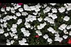 非洲鳳仙花55.JPG